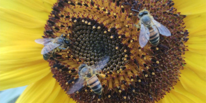 Abejas sobre flor de girasol