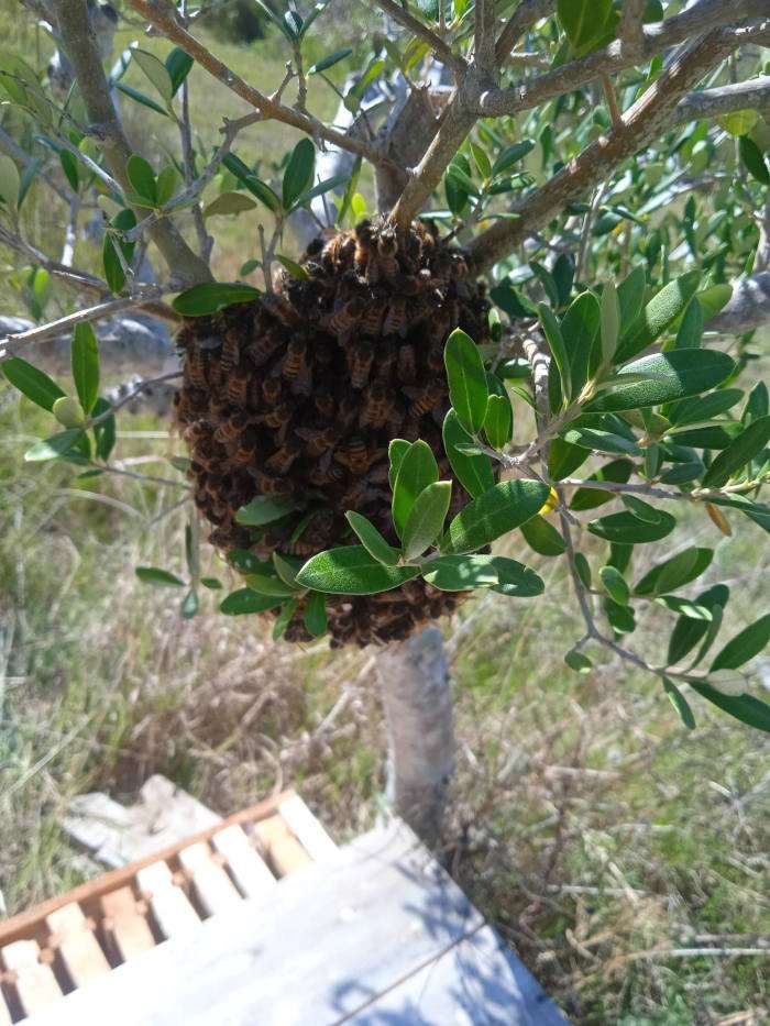 enjambre en árbol de olivos