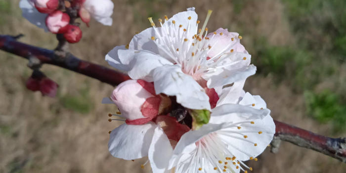 Flores de ciruelo en agosto