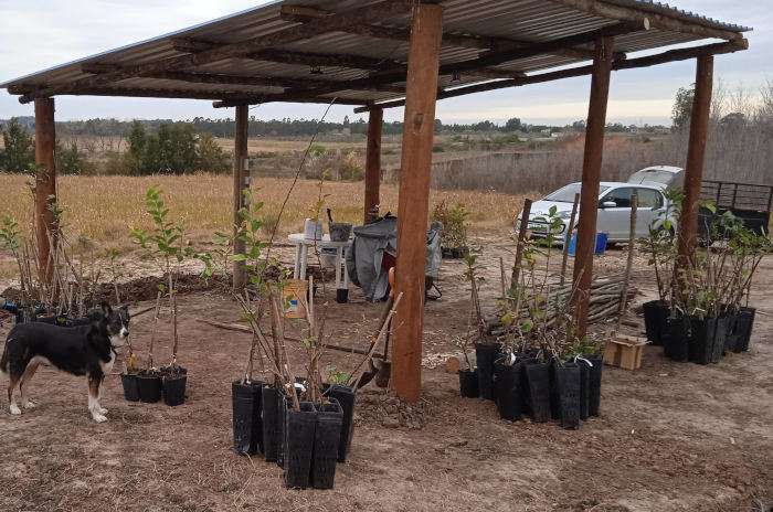 Arboles entregados ordenandos por variedad