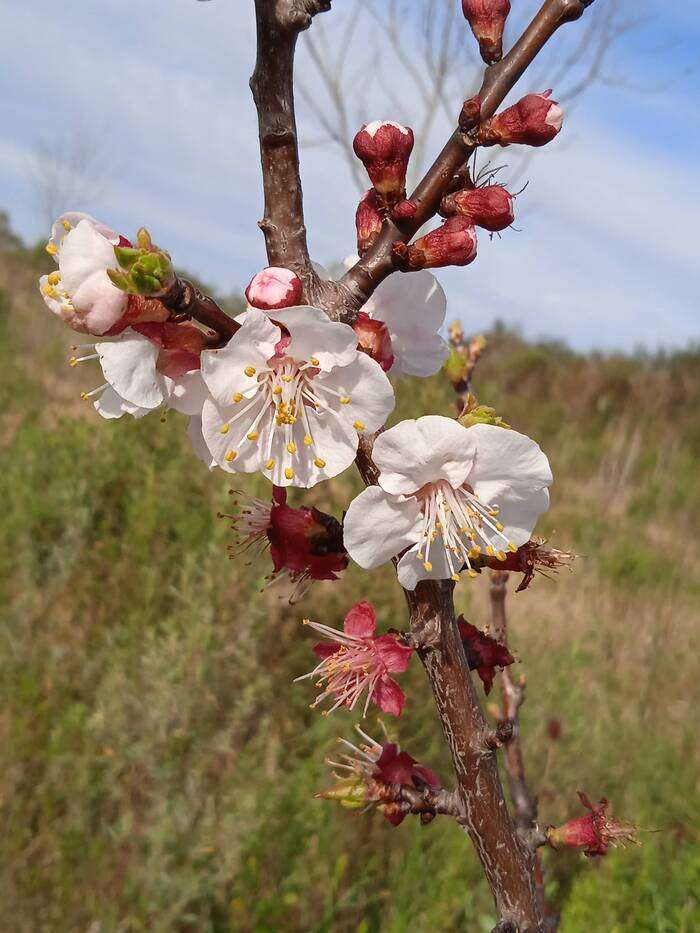 Flore de ciruelo