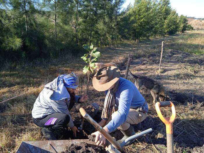 Plantando el primer árbol del bosque comestible