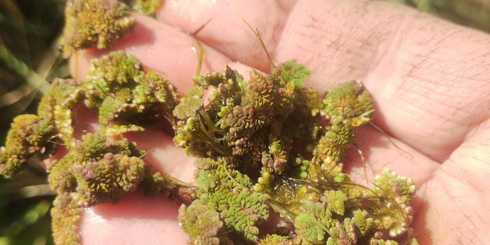 Azolla, eneldo acuatico