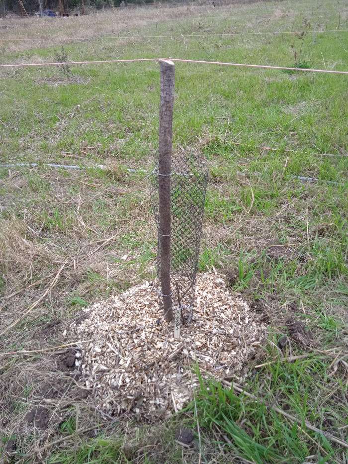 Árbol con mulch de chips de madera