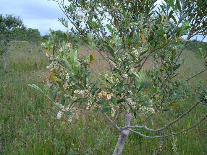 Olivo en flor