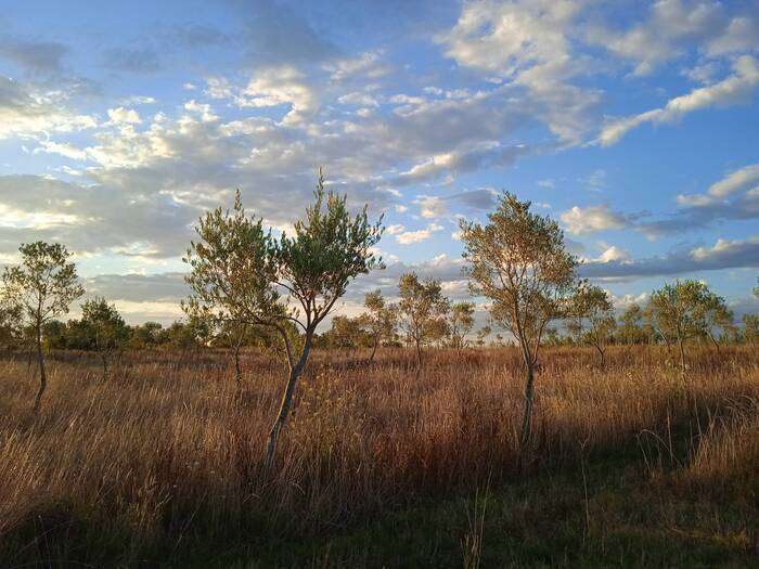 Arboles de olivos