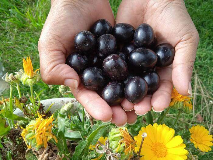 Variedad de aceitunas picual