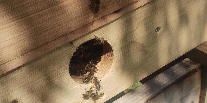 Piquera con abejas entrando en cajon de perma-apicultura